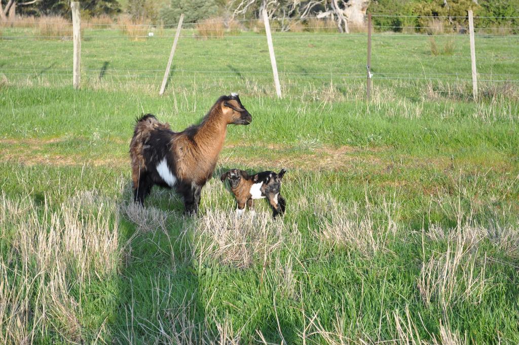 Roslyn House Bed & Breakfast Bushy Park Εξωτερικό φωτογραφία